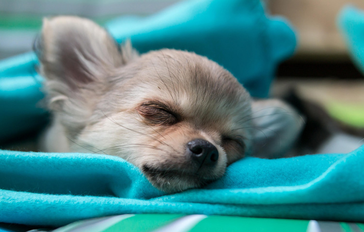 Hundedecke, Hundematte jetzt günstig online kaufen